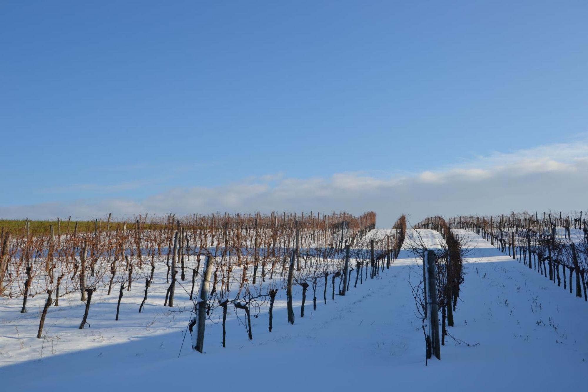 Wein + Bett Wiedeck Stetten Exterior foto